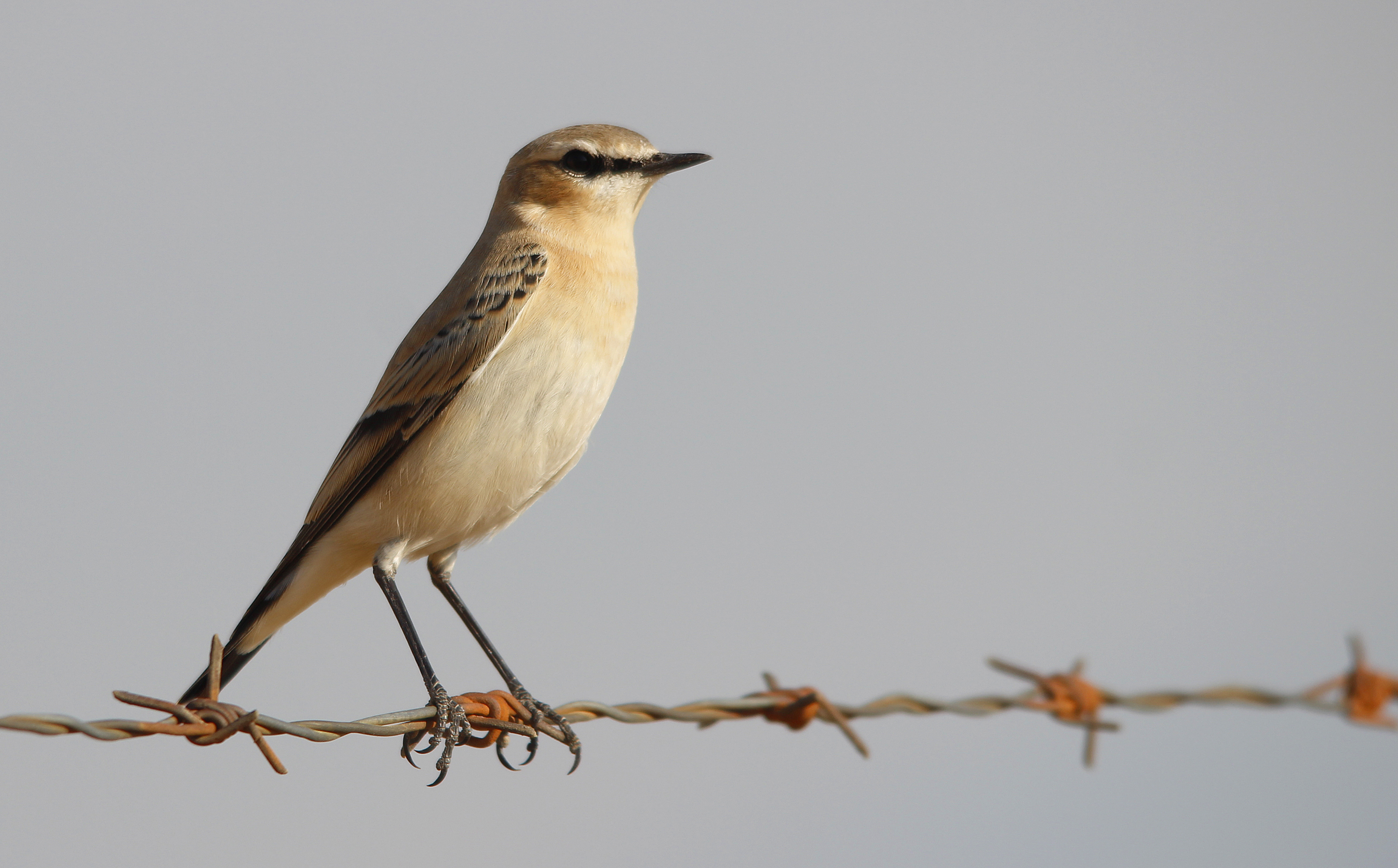 Isabelline Wheatear